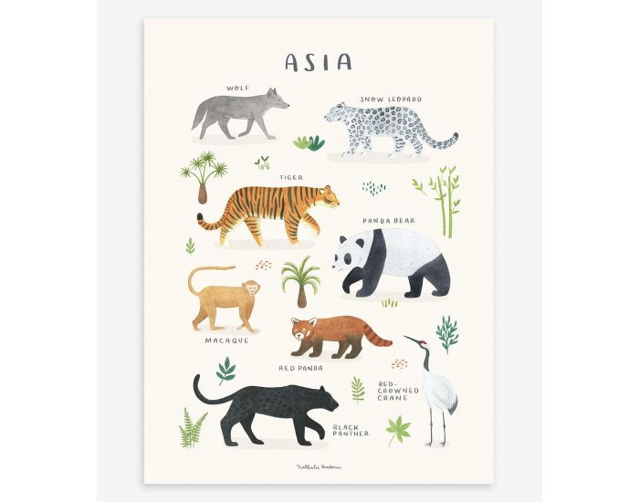 LILIPINSO Affiche Seule - Living Earth - Animaux d'Asie  (4)