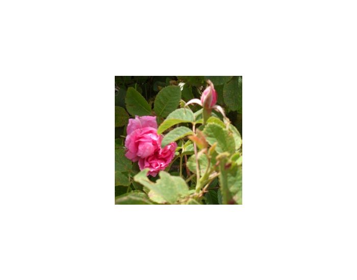Ptit Crapaud Hydrolat de Rose - Nature et Progrs (1)